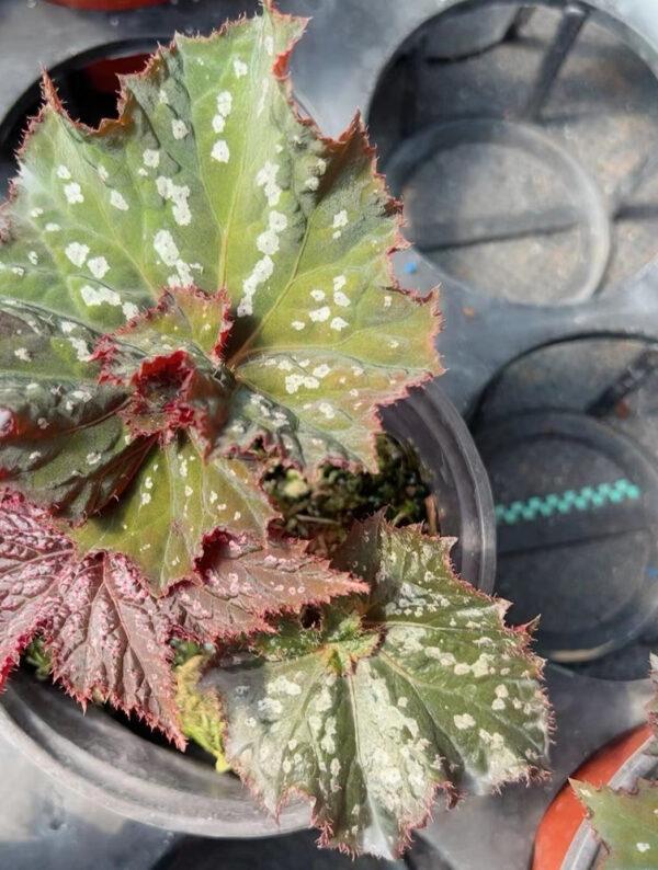 Begonia cirrosa