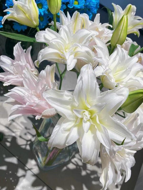 Lily Bulbs for Planting 3 pcs Indoor and Outdoor - Image 2