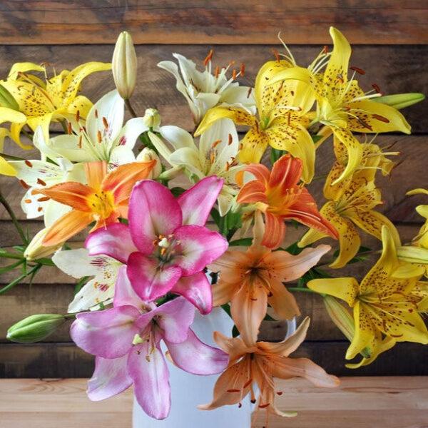 Organic Lily Bulbs for Garden – Heirloom Perennial Bulbs 3 pcs Bulbs - Image 10