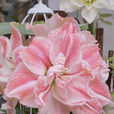 Amaryllis Perennial Bulb Bulk for planting