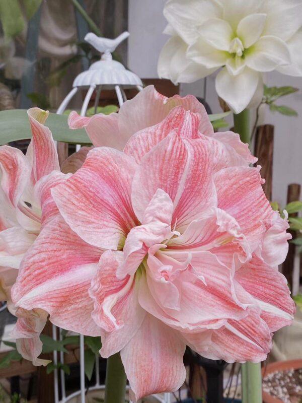 Amaryllis