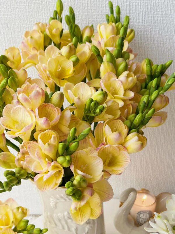 Freesia Bulbs Flower Bulbs for Planting - Image 3