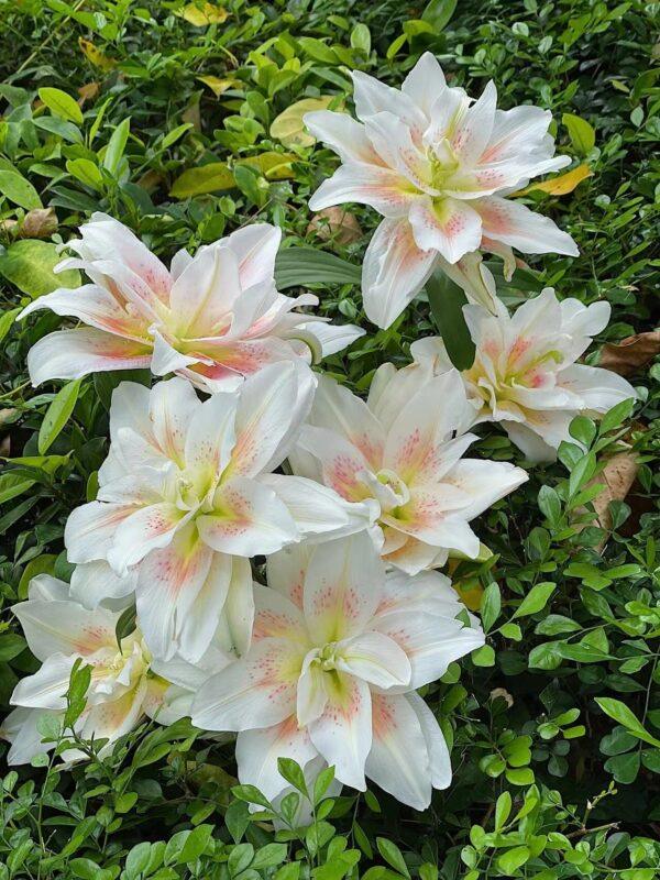 Lily Bulbs for Planting 3 pcs Indoor and Outdoor - Image 3