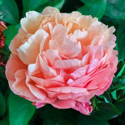 Paeonia Pink Hawaiian Coral
