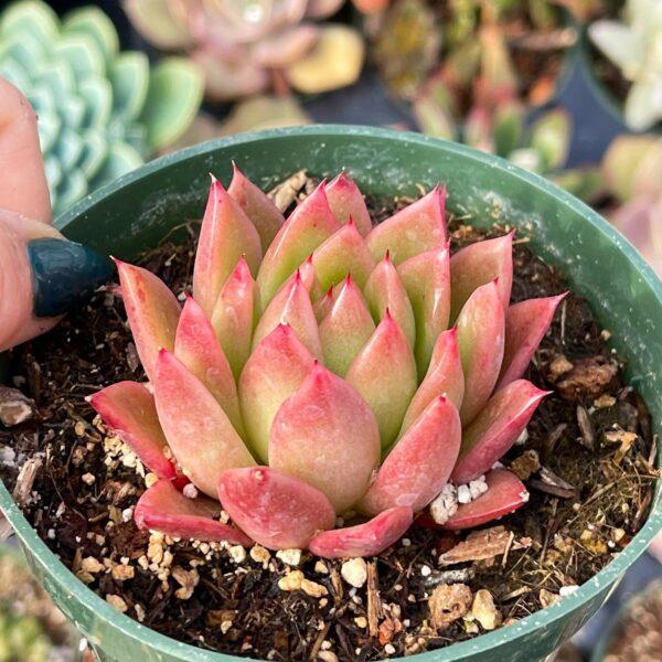 Echeveria Red Champagne