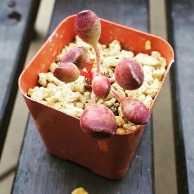 Adromischus cristatus var. schonlandii