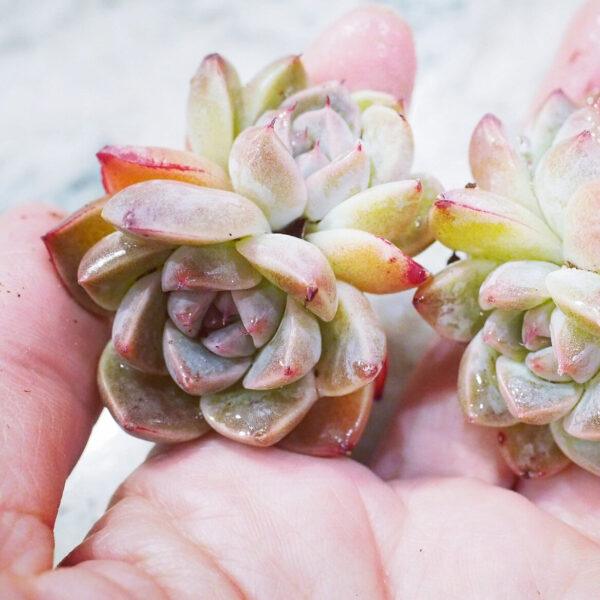 Echeveria Pretty in Pink