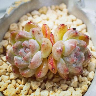Echeveria Pretty in Pink