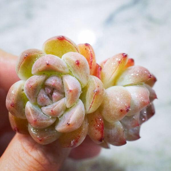 Echeveria Pretty in Pink