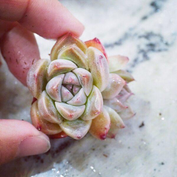 Echeveria Pretty in Pink