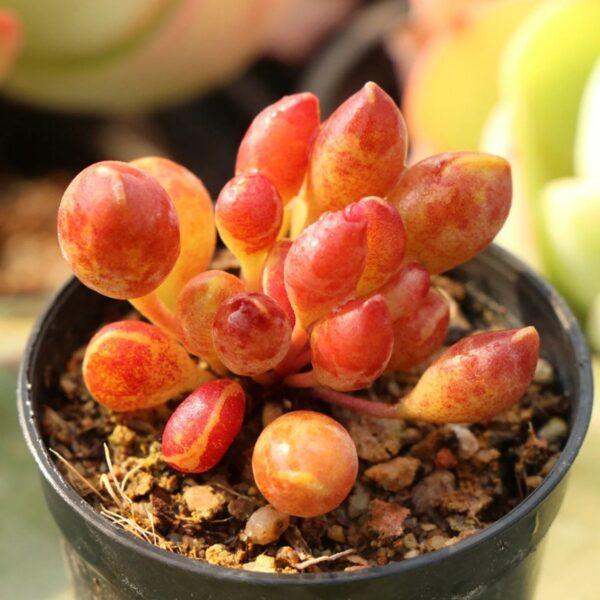 Adromischus cristatus var. schonlandii