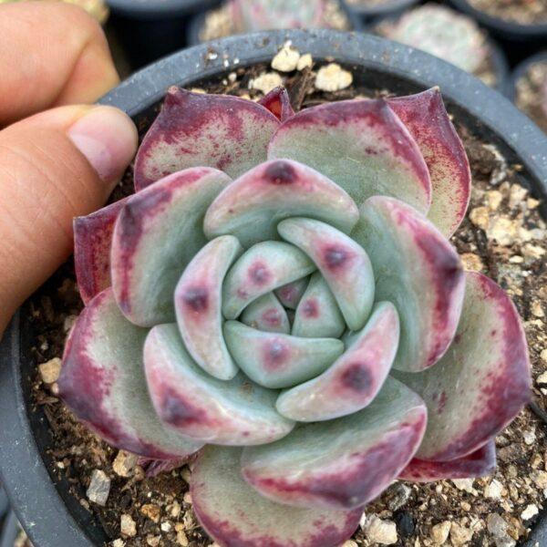 Echeveria brown sugar