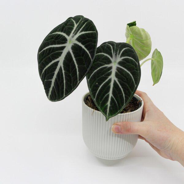 Alocasia reginula Ninja