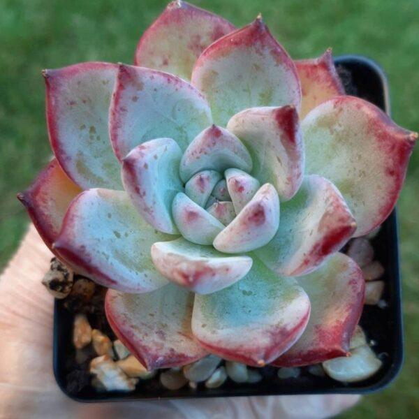 Echeveria brown sugar