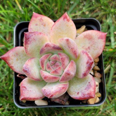 Echeveria brown sugar