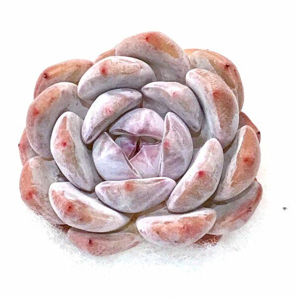 Echeveria Monroe