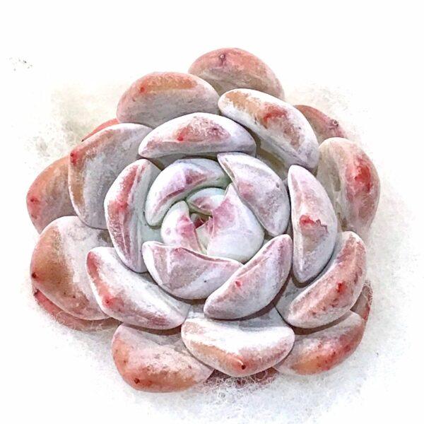 Echeveria Monroe