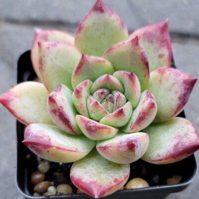 Echeveria brown sugar
