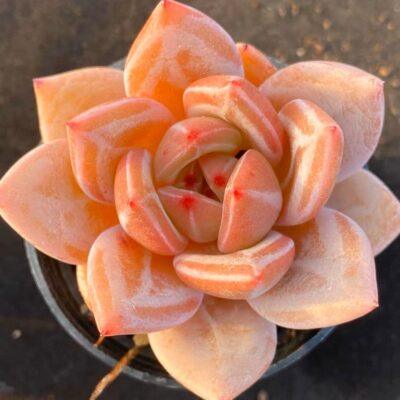 Echeveria Red Champagne