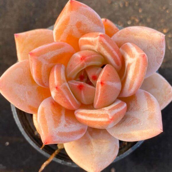 Echeveria Red Champagne