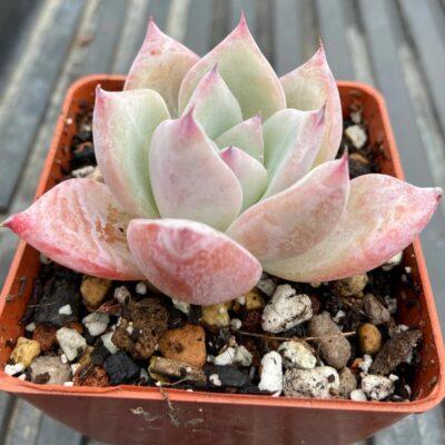 Echeveria colorata 'Tapalpa'