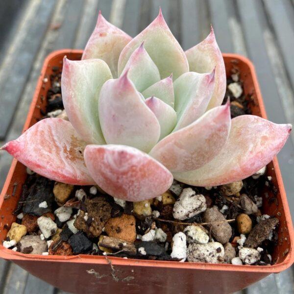 Echeveria colorata 'Tapalpa'