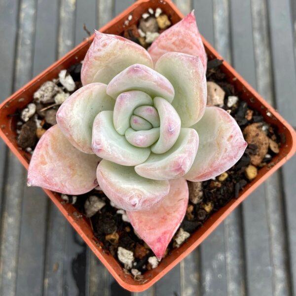 Echeveria colorata 'Tapalpa'