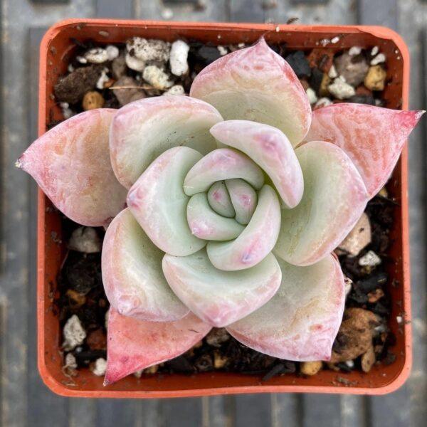 Echeveria colorata 'Tapalpa'