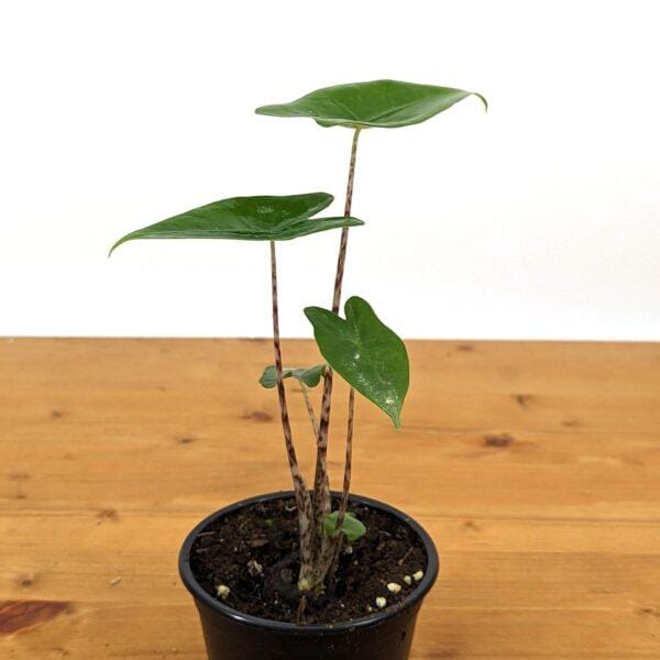 Golden Crocodile Philodendron Monstera Deliciosa - Image 4