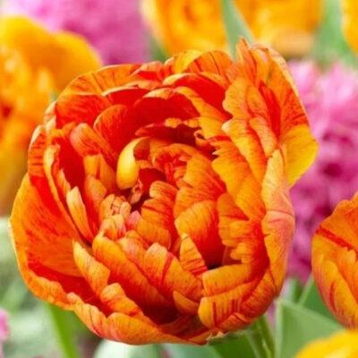 Bull's Eye Double Late Peony Tulip