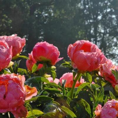 Paeonia Coral Charm