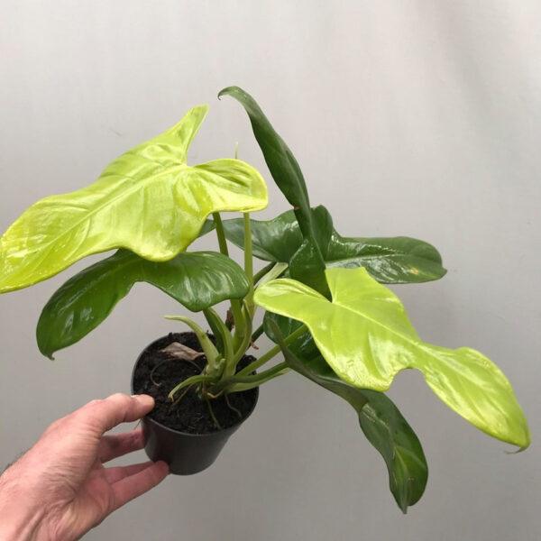 Dracaena Monstera Deliciosa - Image 2