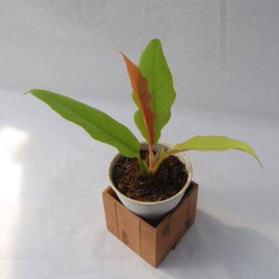 Golden Crocodile Philodendron Monstera Deliciosa