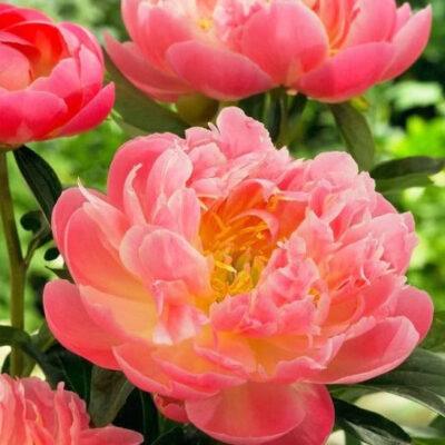 Paeonia Pink Hawaiian Coral