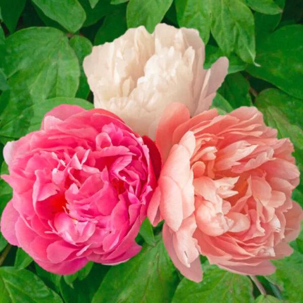 Paeonia Pink Hawaiian Coral