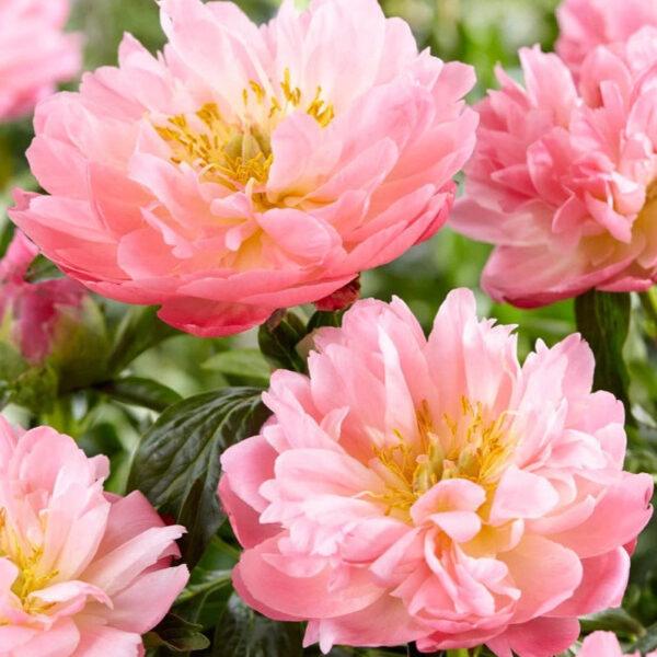 Paeonia Pink Hawaiian Coral