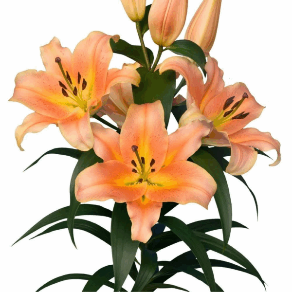Lilium Oriental Roselily Zelmira
