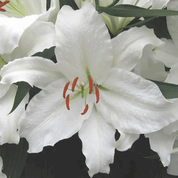 Lilium Oriental Casablanca