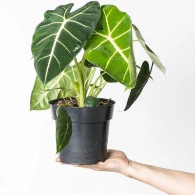  Alocasia micholitziana