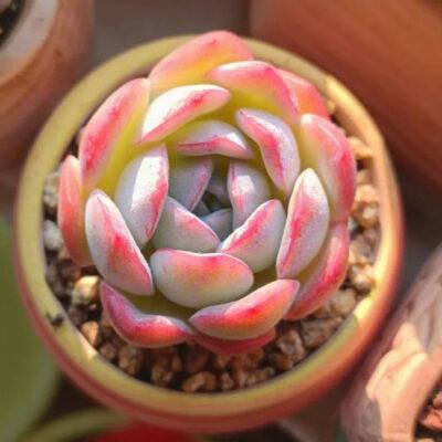Echeveria albicans Walther 'Red Marginata'