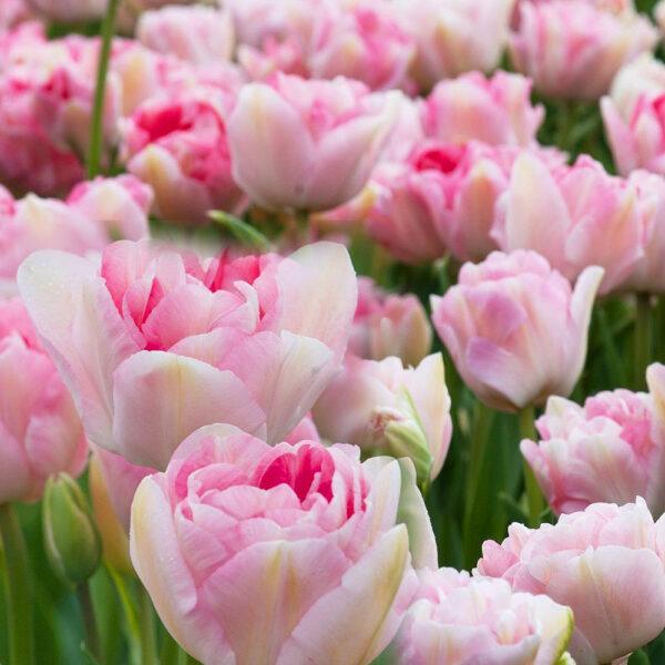 10 pcs Tulip Bulbs Mixed Tulips Varieties Collection Tulips Bulbs for Gardens Spring Flowering Bulbs Ready to Plant Flower Bulbs Garden Landscape - Image 5