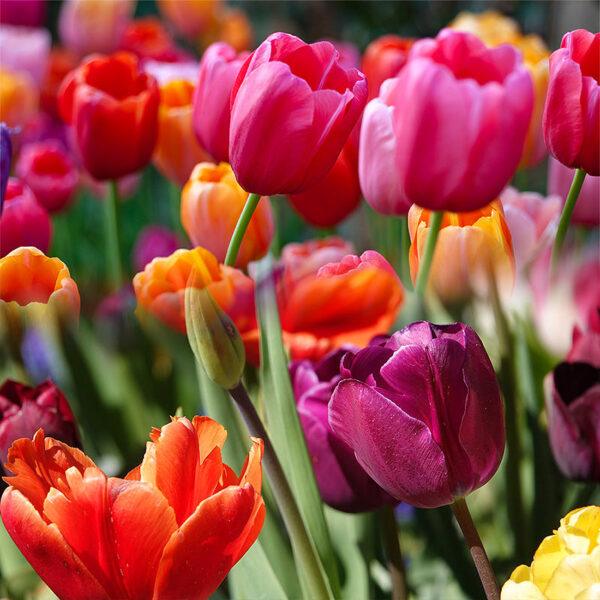 10 pcs Tulip Bulbs Mixed Tulips Varieties Collection Tulips Bulbs for Gardens Spring Flowering Bulbs Ready to Plant Flower Bulbs Garden Landscape - Image 9