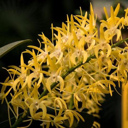 Dendrobium speciosum 'Golden Rain' - Image 3