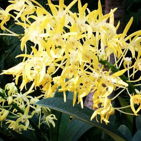 Dendrobium speciosum 'Golden Rain' - Image 2