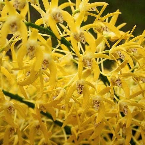 Dendrobium speciosum 'Golden Rain' - Image 4