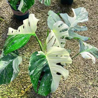 monstera adansonii Monstera Albo Borsigiana