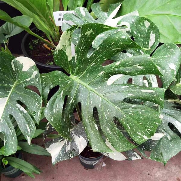 monstera adansonii Monstera Albo Borsigiana - Image 10