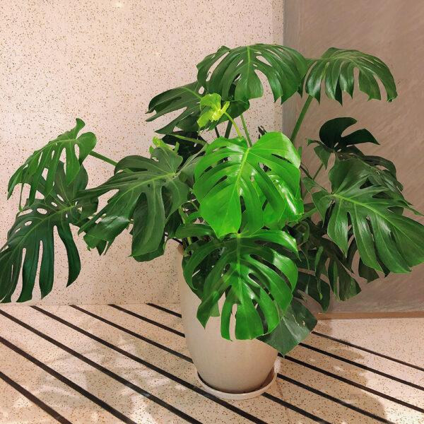 monstera adansonii Monstera Albo Borsigiana - Image 11