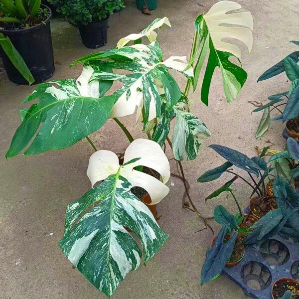 monstera adansonii Monstera Albo Borsigiana - Image 2