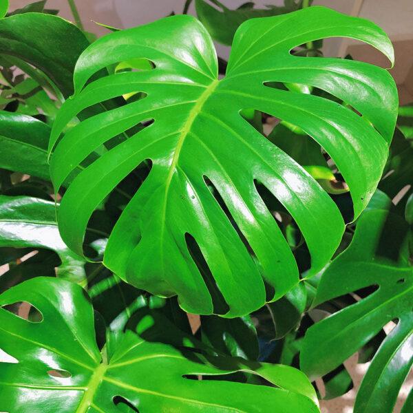 monstera adansonii Monstera Albo Borsigiana - Image 13